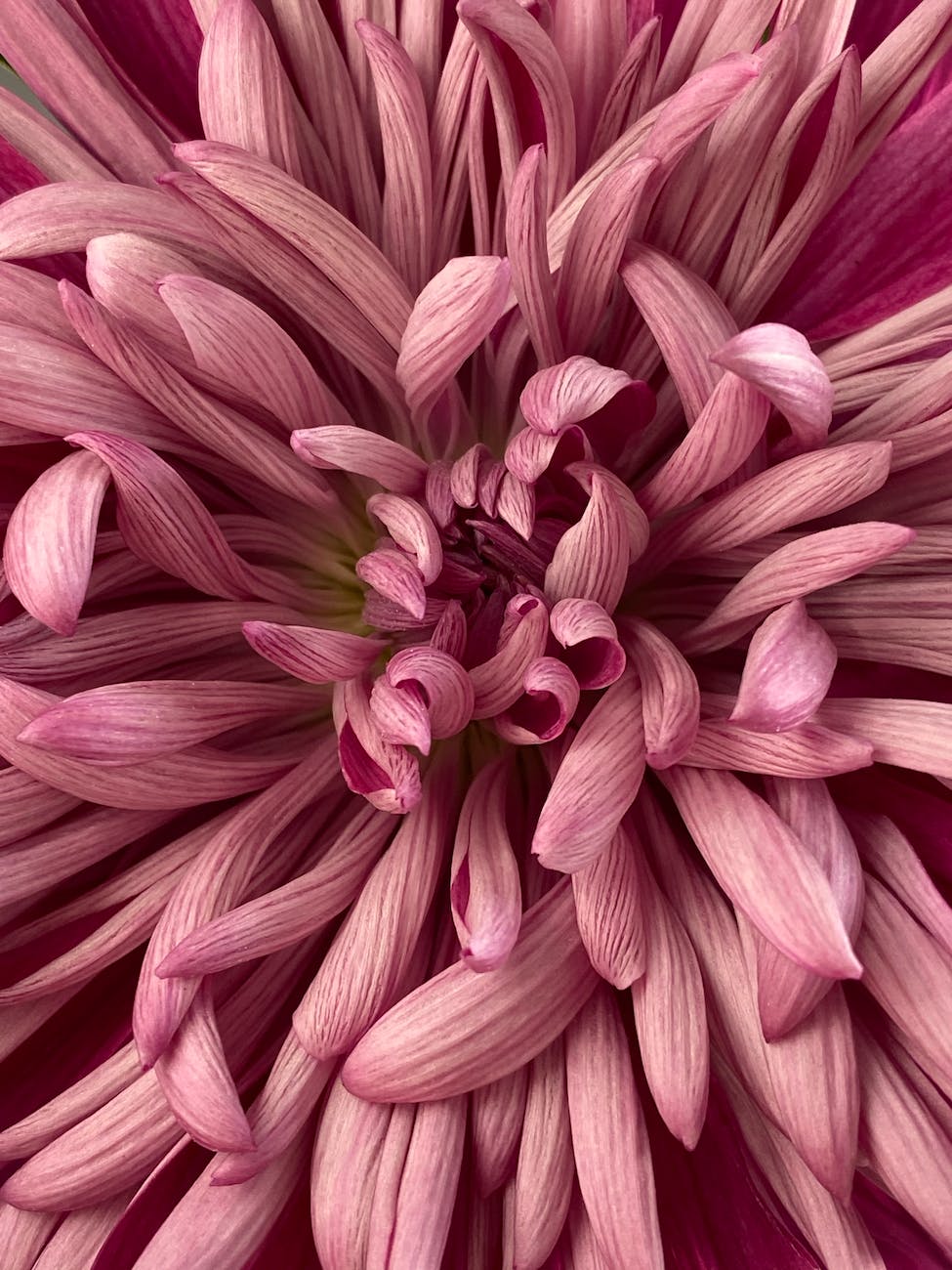 Soft pink chrysanthemum bloom symbolizing healing, resilience, and inner peace on the therapy journey.
